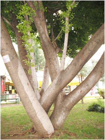 Name:  defnemi2.jpg
Views: 5316
Size:  55.2 KB