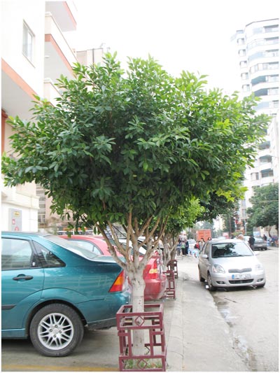 Name:  defnemi3.jpg
Views: 5889
Size:  53.2 KB