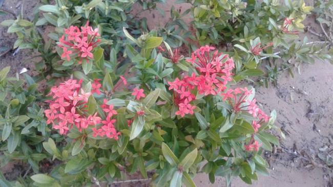 Name:  12650822_10153905852694570_8231297192949669639_n.jpg
Views: 1477
Size:  51.8 KB