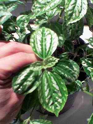 Name:  Image(610).jpg
Views: 3503
Size:  16.7 KB