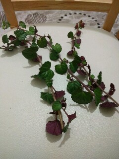Name:  nMWgRl-240x320.jpg
Views: 459
Size:  25.6 KB