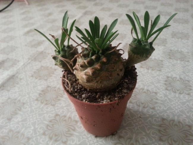 Name:  20160403_184217.jpg
Views: 613
Size:  39.7 KB