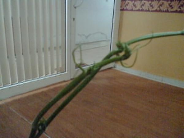 Name:  Grnt022.jpg
Views: 4483
Size:  22.4 KB