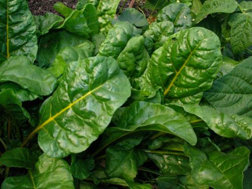 Name:  chard.jpg
Views: 2679
Size:  38.1 KB