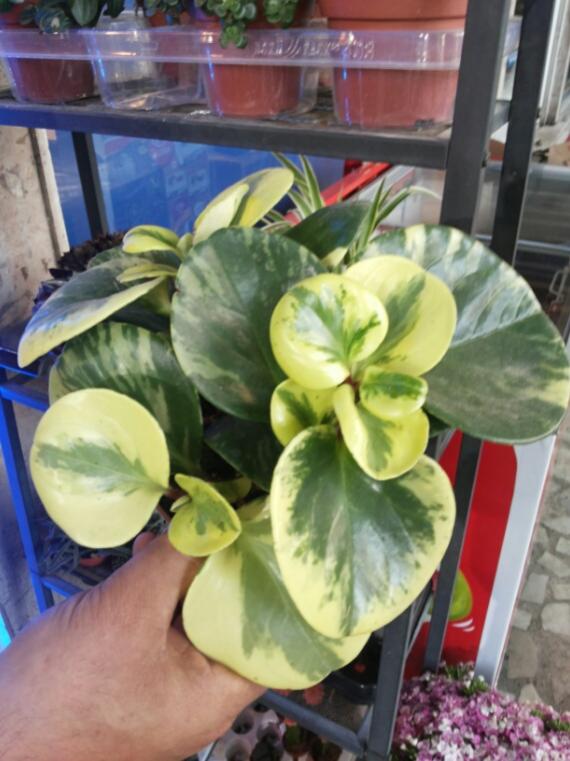 Name:  Name the plant.jpg
Views: 3148
Size:  59.9 KB