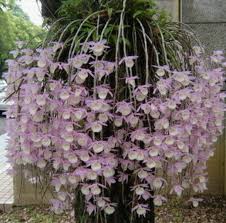 Name:  dendrobium sementes.jpg
Views: 767
Size:  12.7 KB