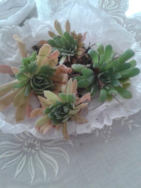 Name:  20160528_150612.jpg
Views: 634
Size:  33.5 KB