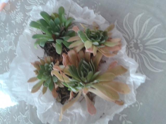 Name:  20160528_150627.jpg
Views: 673
Size:  30.9 KB
