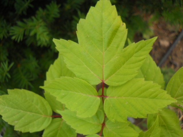 Name:  DSCN8676.JPG
Views: 2428
Size:  69.4 KB