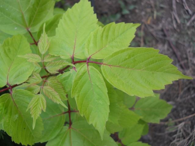 Name:  DSCN8677.jpg
Views: 2542
Size:  32.9 KB