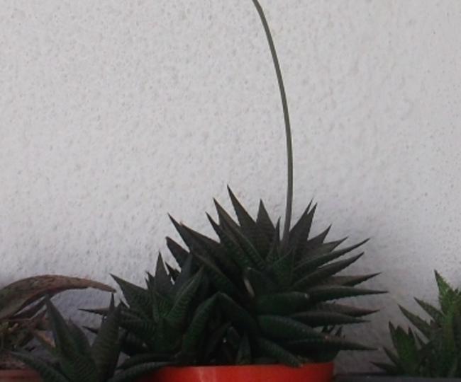 Name:  DSCF9460.jpg
Views: 736
Size:  30.5 KB