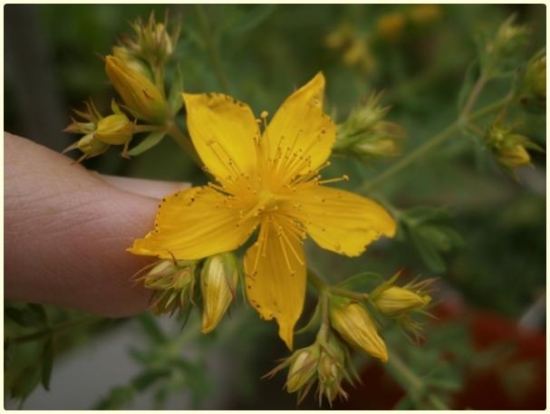 Name:  Hypericum perforatum - Sar Kantaron, Binbirdelik Otu (2).jpg
Views: 2716
Size:  29.0 KB