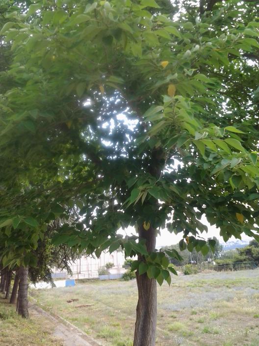 Name:  2.jpg
Views: 2877
Size:  74.4 KB