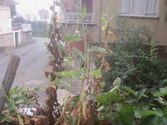 Name:  Fotoraf3681.jpg
Views: 1021
Size:  54.7 KB