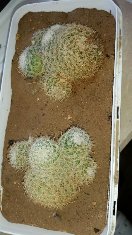 Name:  2016-08-26 17.01.13.jpg
Views: 1266
Size:  71.6 KB