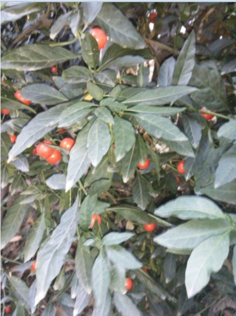 Name:  bn.JPG
Views: 673
Size:  60.0 KB