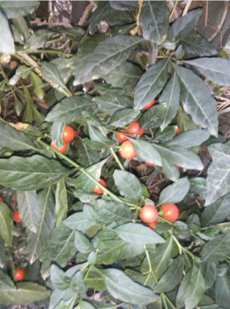 Name:  bn1.JPG
Views: 602
Size:  65.1 KB