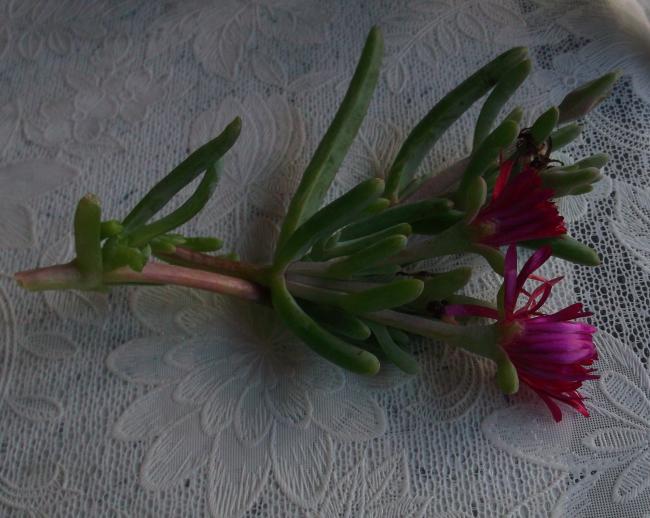 Name:  DSCF9899.jpg
Views: 976
Size:  50.3 KB