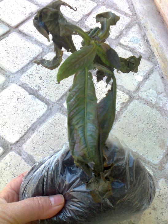 Name:  Fotoraf4115.jpg
Views: 3595
Size:  73.3 KB