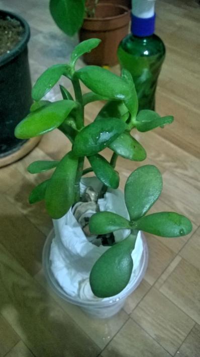 Name:  bilinmeyen bitki.jpg
Views: 5411
Size:  33.8 KB