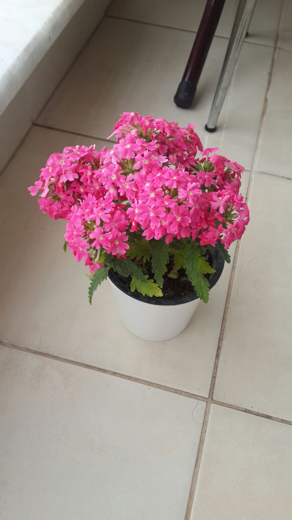 Name:  IMG-20170529-WA0004.jpg
Views: 1115
Size:  65.2 KB