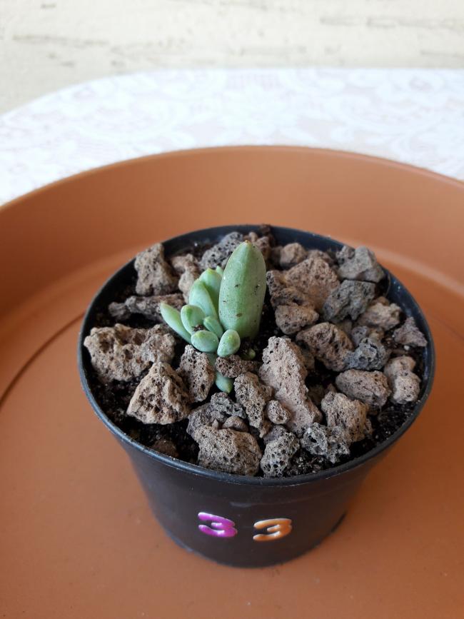 Name:  Pachyveria-clavifolia olabilir.jpg
Views: 513
Size:  55.1 KB