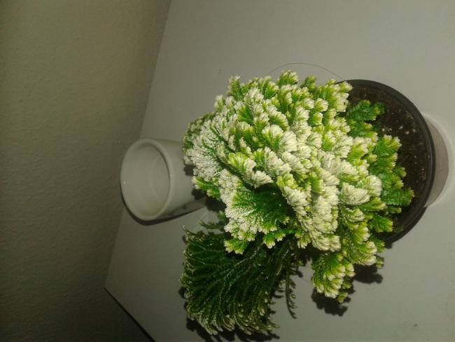 Name:  20180208_194128.jpg
Views: 432
Size:  38.0 KB