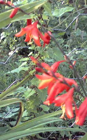 Name:  Picture0227.jpg
Views: 1335
Size:  29.2 KB