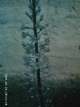 Name:  foto 483-1.JPG
Views: 3834
Size:  21.8 KB