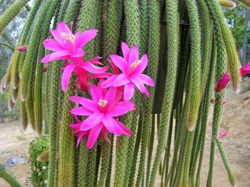 Name:  aporocactus flagelliformis.jpg
Views: 1221
Size:  52.0 KB