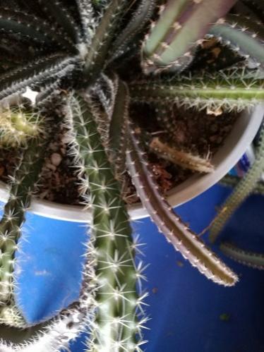 Name:  selenicereus grandiflorus.jpg
Views: 1107
Size:  34.7 KB