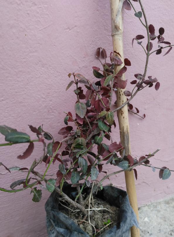 Name:  PANO_20190321_151635.jpg
Views: 2209
Size:  72.4 KB