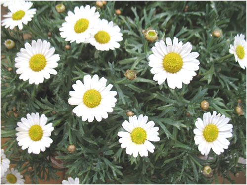 Name:  papatya2.jpg
Views: 3485
Size:  58.4 KB
