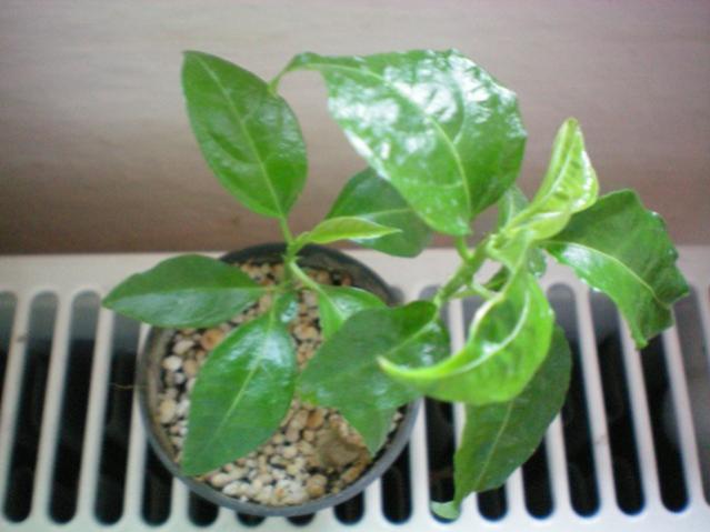 Name:  100_0099.jpg
Views: 2225
Size:  35.5 KB
