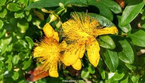 Name:  indir (1).jpeg
Views: 1383
Size:  12.2 KB
