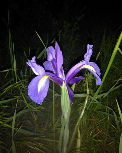 Name:  Ssenimsi ta.jpg
Views: 1338
Size:  37.1 KB