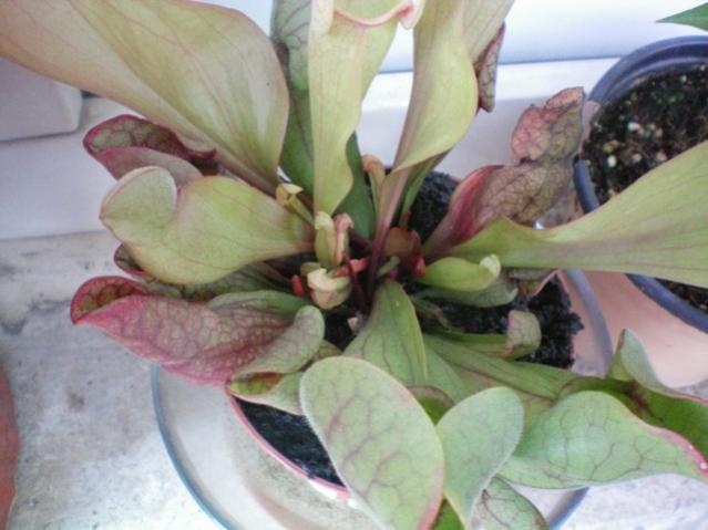 Name:  100_0048.jpg
Views: 541
Size:  39.5 KB