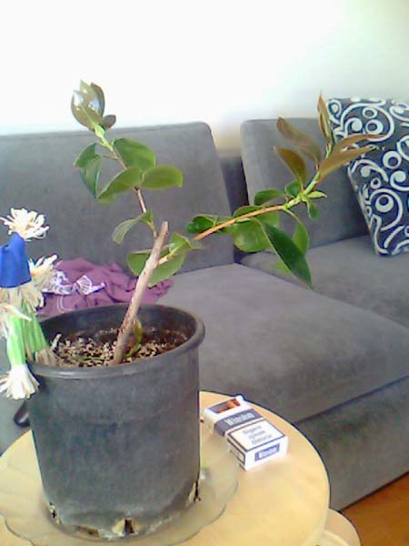 Name:  picture-a.jpg
Views: 1472
Size:  49.3 KB