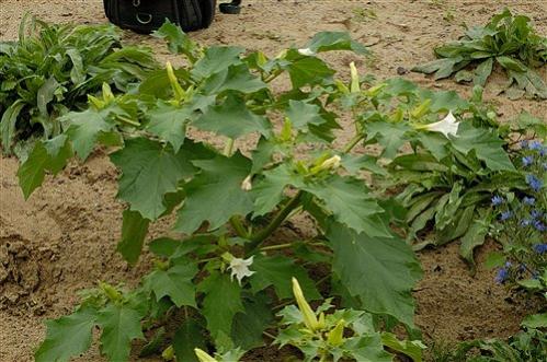 Name:  datura_stramonium_bd3.jpg
Views: 3859
Size:  44.6 KB