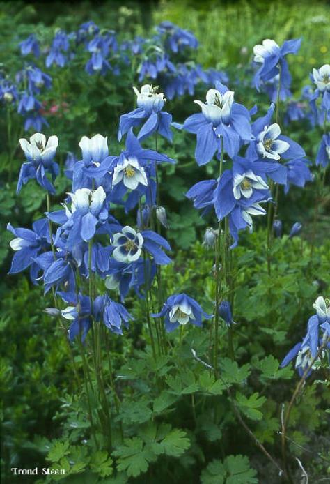Name:  Aquilegia glandulosa 703.jpg
Views: 7220
Size:  60.5 KB