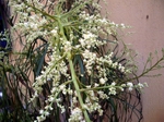 Name:  nolina4.jpg
Views: 3683
Size:  58.1 KB