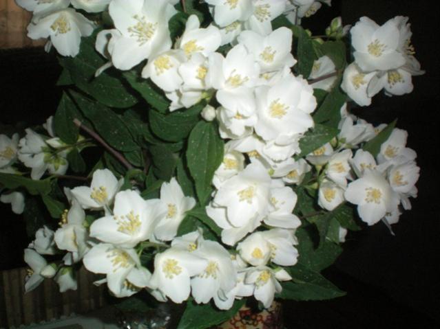 Name:  100_0056.jpg
Views: 2992
Size:  41.7 KB