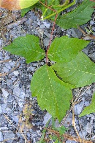 Name:  acer negundo.JPG
Views: 3166
Size:  65.1 KB