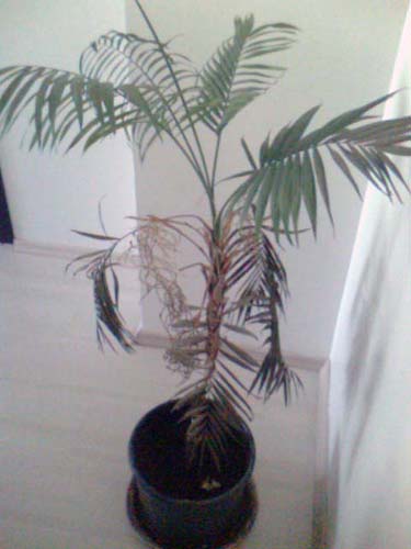 Name:  picture_00078.jpg
Views: 1409
Size:  38.9 KB
