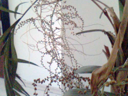 Name:  picture_00079.jpg
Views: 1254
Size:  53.8 KB