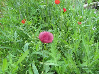 Name:  IMG_0417.jpg
Views: 1035
Size:  59.8 KB
