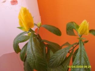 Name:  sar1.jpg
Views: 1383
Size:  9.1 KB