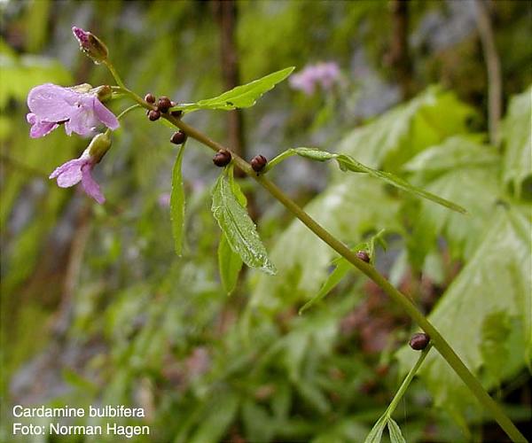 Name:  cardamine_bulbifera_Norman_Hagen01.jpg
Views: 1935
Size:  39.6 KB