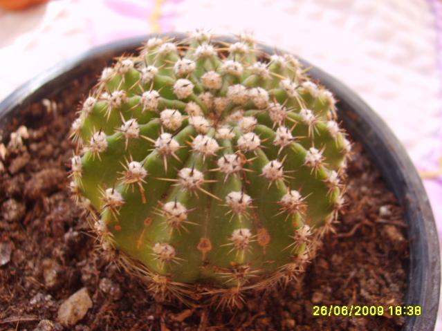Name:  S6000850.jpg
Views: 1982
Size:  47.1 KB