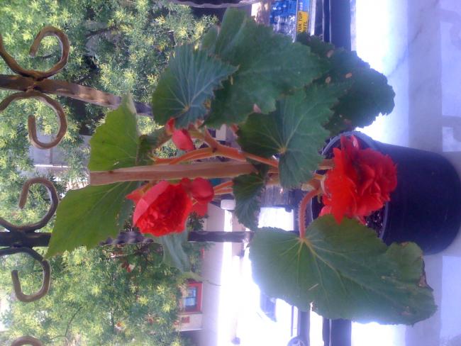 Name:  IMG_0405.jpg
Views: 1725
Size:  52.7 KB